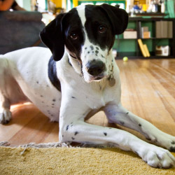 DogWatch of Central Alabama, Vestavia, Alabama | Indoor Pet Boundaries Contact Us Image