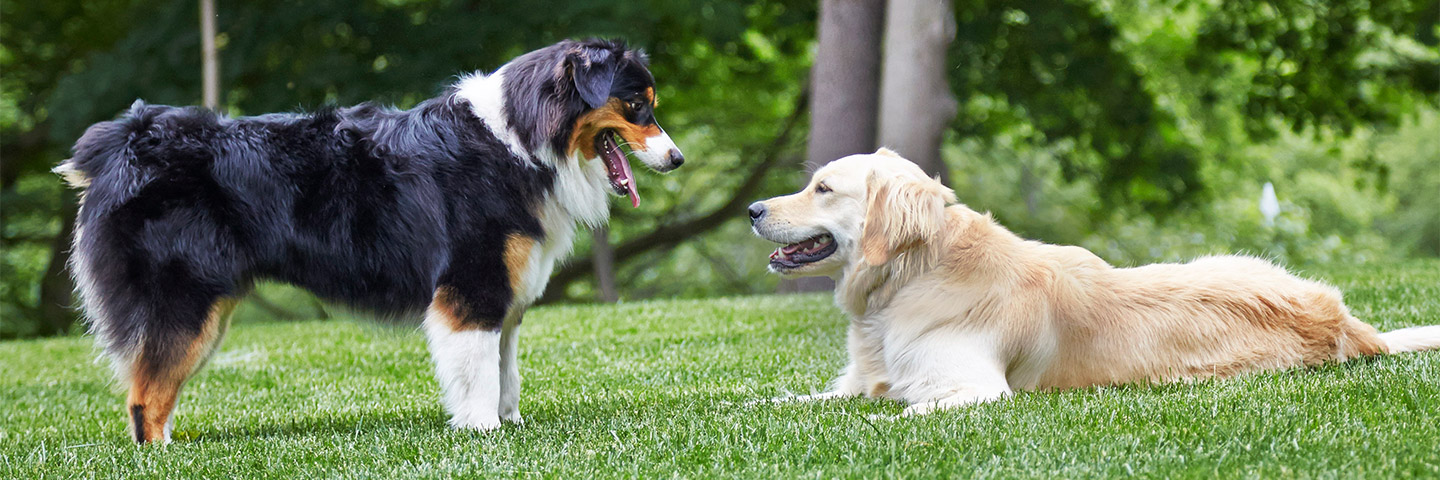 DogWatch of Central Alabama, Vestavia, Alabama | Outdoor Hidden Dog Fences Slider Image