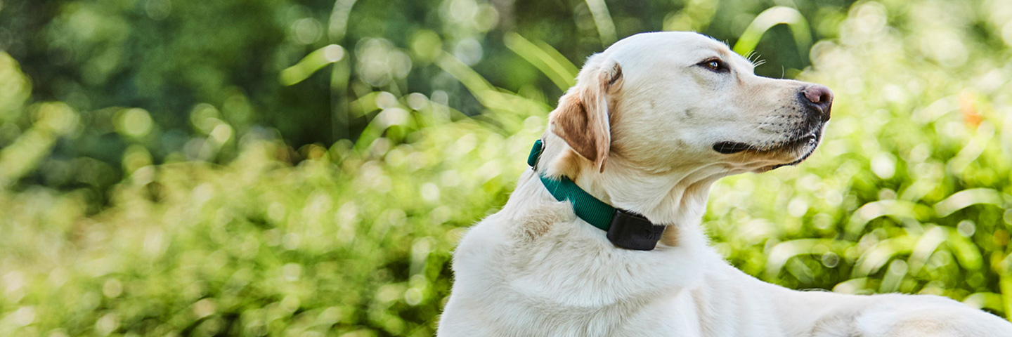 DogWatch of Central Alabama, Vestavia, Alabama | 1200Fence Slider Image