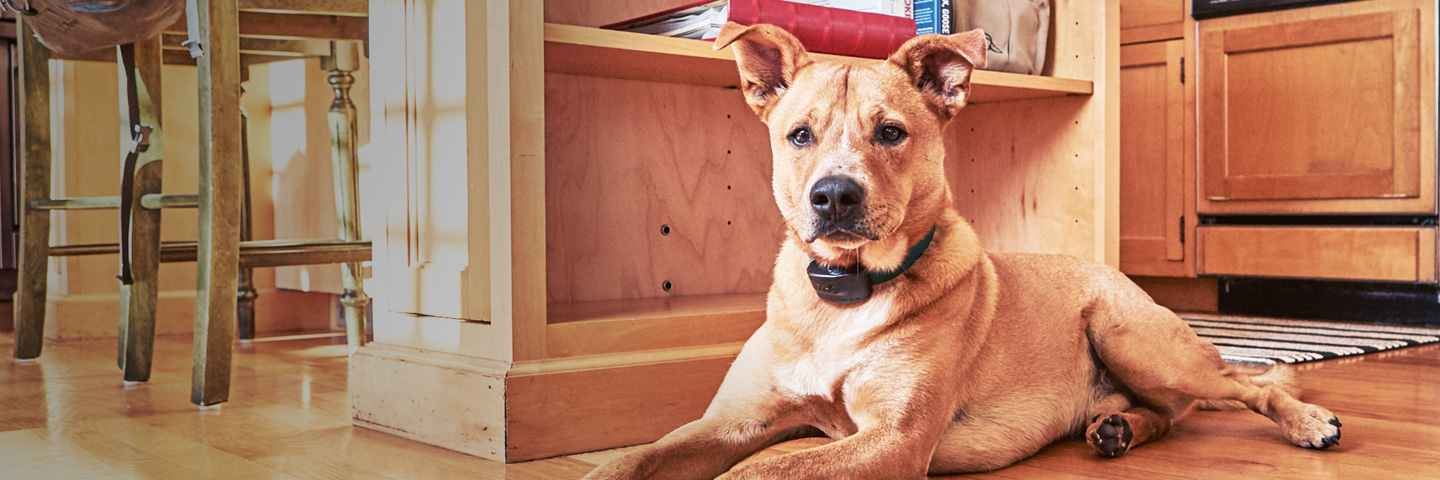 DogWatch of Central Alabama, Vestavia, Alabama | Indoor Pet Fences Slider Image
