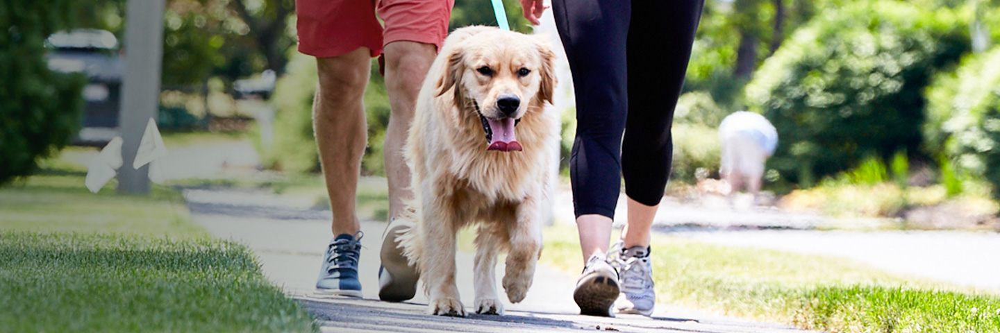 DogWatch of Central Alabama, Vestavia, Alabama | SideWalker Leash Trainer Slider Image