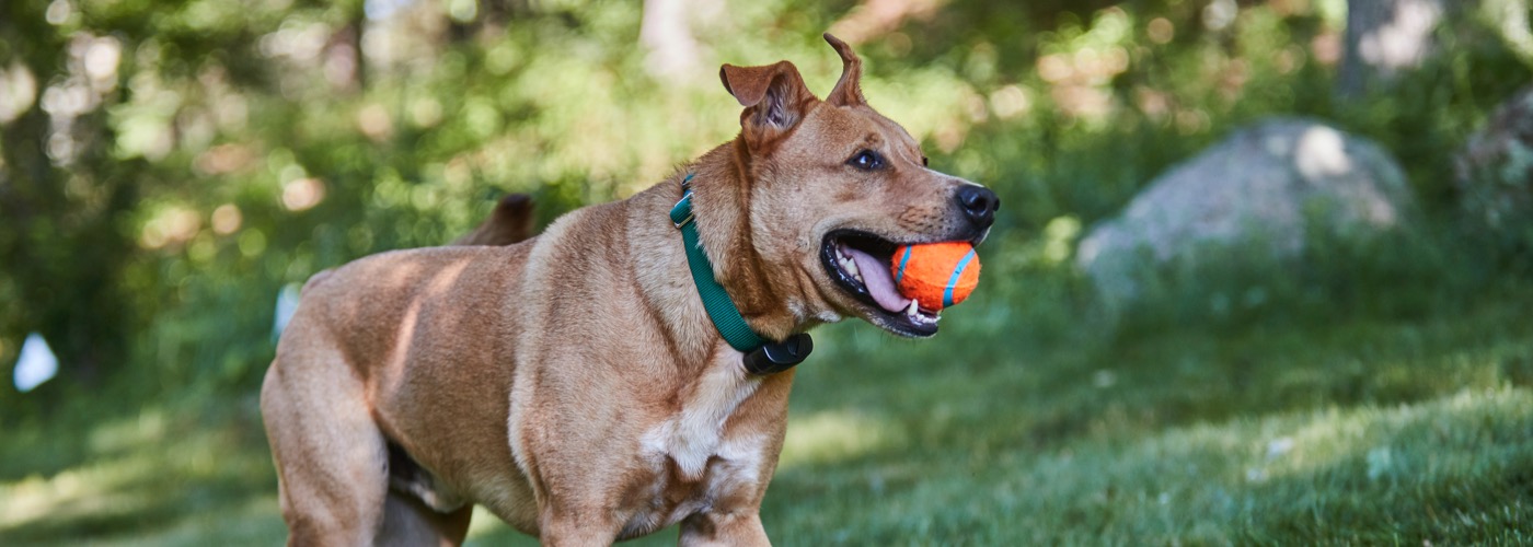 DogWatch of Central Alabama, Vestavia, Alabama | ProFenceX Slider Image